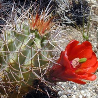 Echinocereus triglochidiatus var. gonacanthus , SB 753, wh