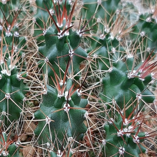 Echinocereus triglochidiatus var. gonacanthus SB 223, wh