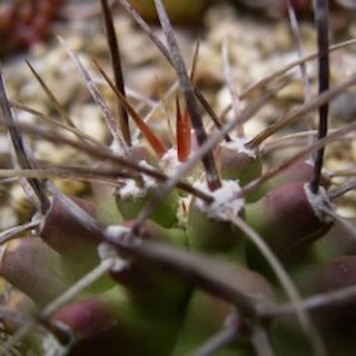 Echinocereus triglochidiatus ssp.`subnudus`, wh