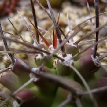 Echinocereus triglochidiatus ssp.`subnudus`, wh