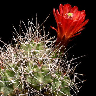 Echinocereus triglochidiatus, Salida, wh