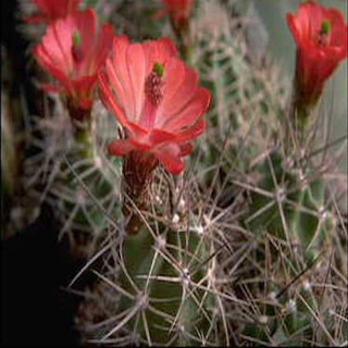 Echinocereus triglochidiatus, wh