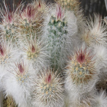 Echinocereus viridiflorus var. canus, wh
