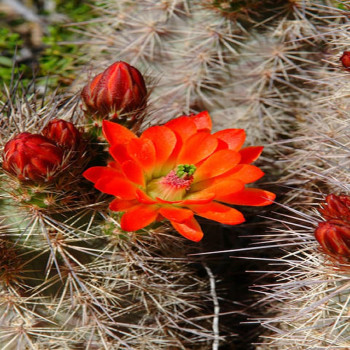 Echinocereus  coccineus v. rosei HK 1510 x neomexicanus ` violaciflorus`Naturhybride, wh