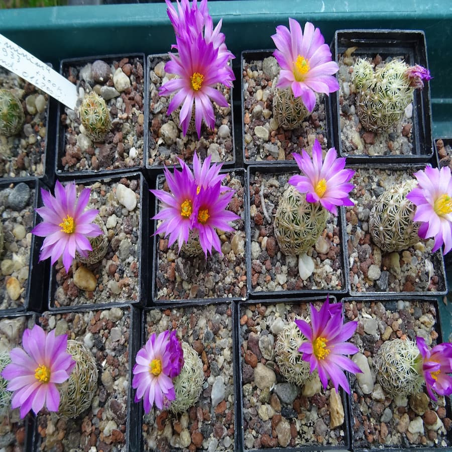 Escobaria minima SB 423, wh