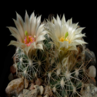 Escobaria missouriensis, wh