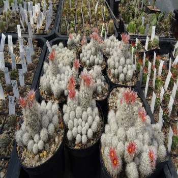 Escobaria sneedii ssp. leei frosthart, große Gruppen