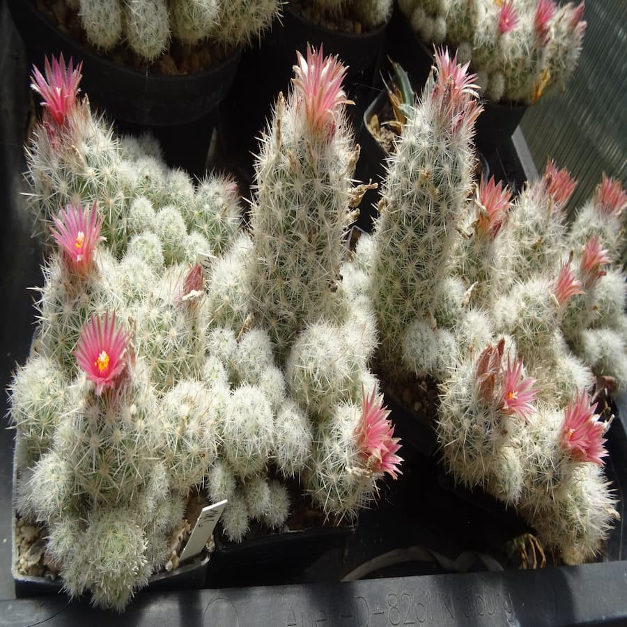 Escobaria sneedii ssp. leei frosthart, Gruppen