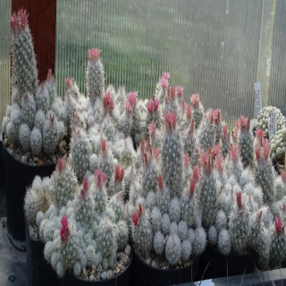 Escobaria sneedii ssp. leei frosthart, Gruppen