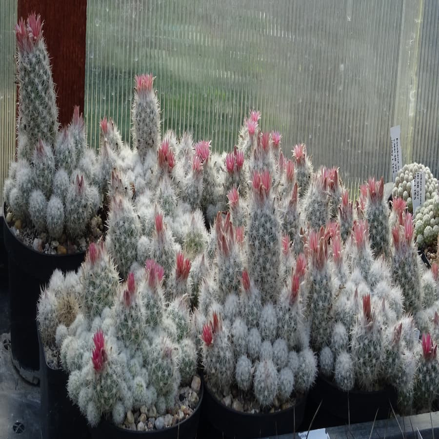 Escobaria sneedii ssp. leei frosthart, Gruppen