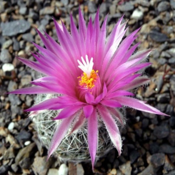 Escobaria vivipara  Kansas, frosthart