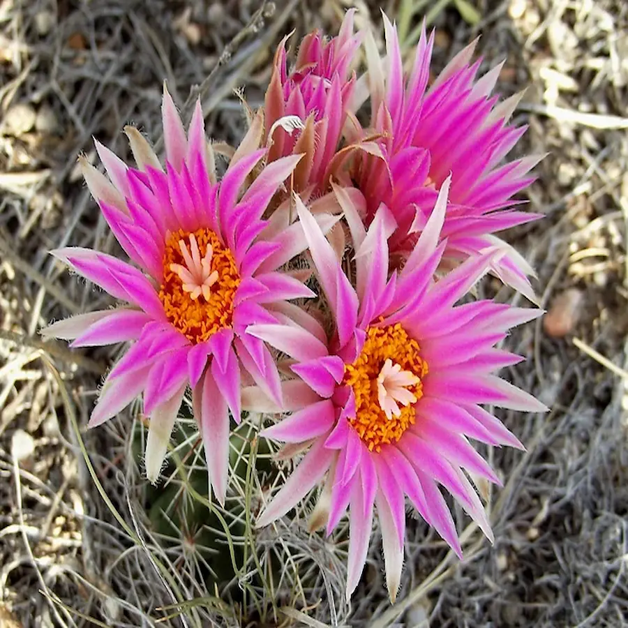 Escobaria vivipara f.colored, frosthart