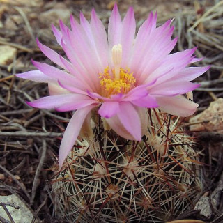 Escobaria vivipara var.neomexicana, frosthart