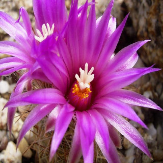 Escobaria vivipara var.neomexicana, frosthart