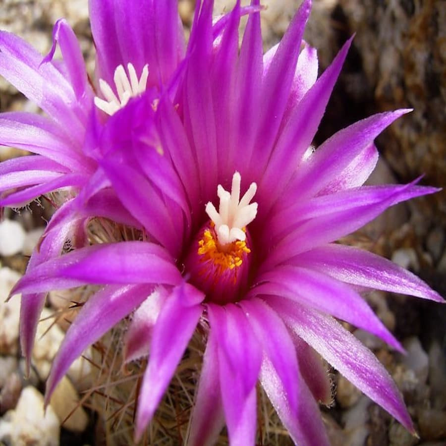 Escobaria vivipara var.neomexicana, frosthart