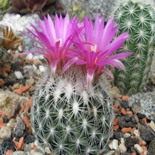 Escobaria vivipara, frosthart