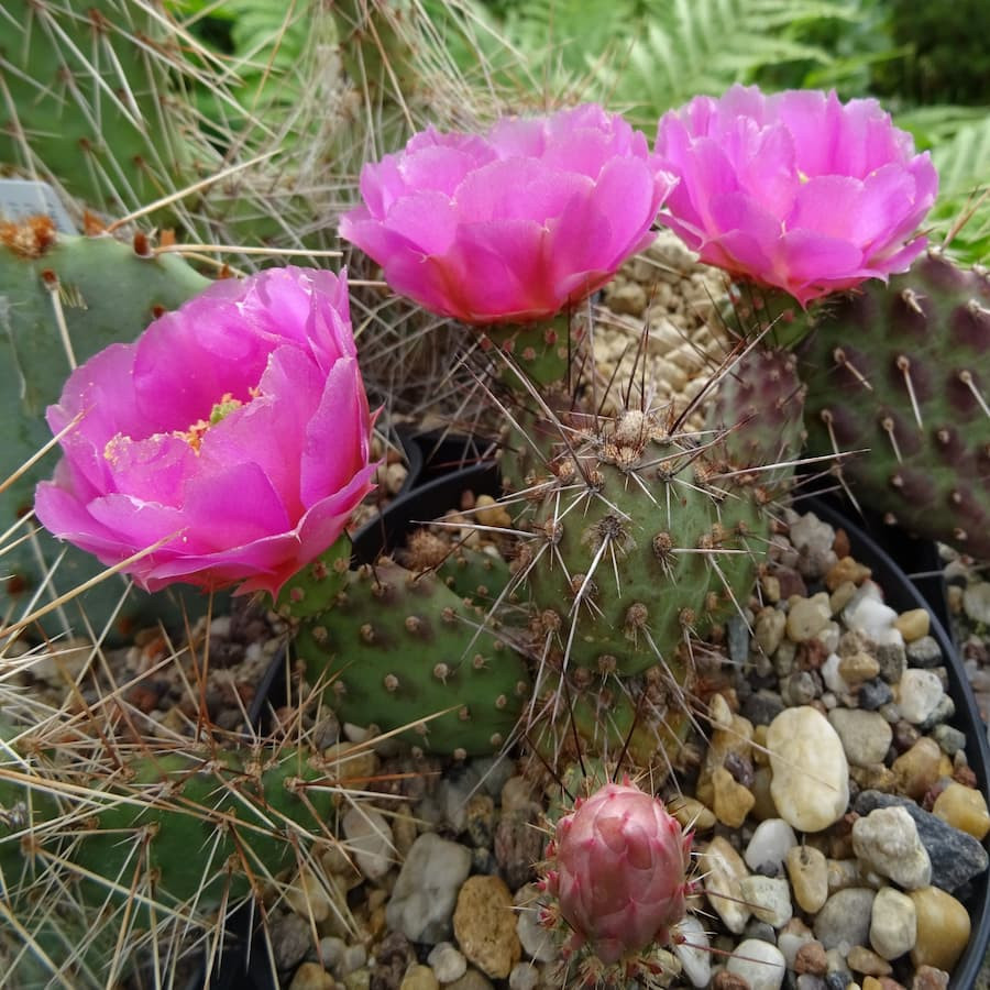 Opuntia fragilis " Füssen "2 lila
