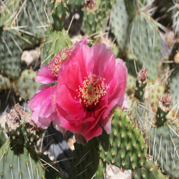 Opuntia macrohirza ` viola `, wh