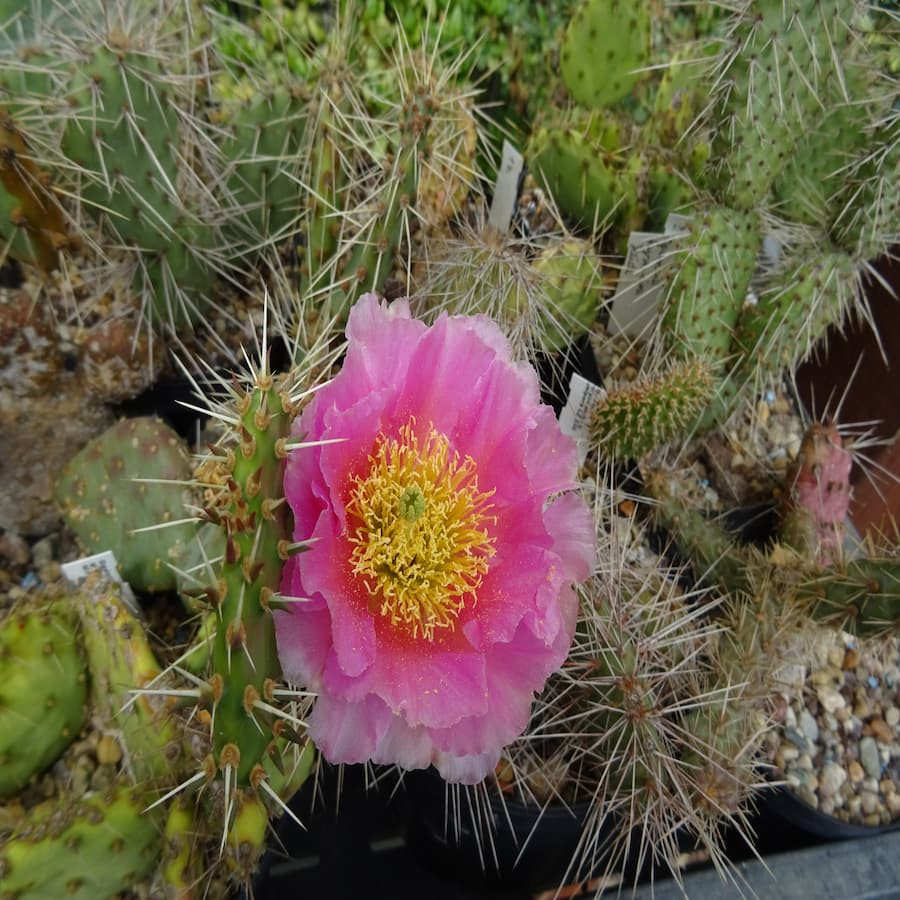 Opuntia macrohiza DJF 720, wh