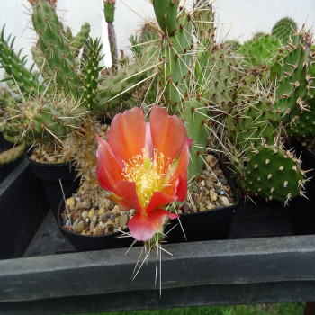 Opuntia phaeacantha orangeade, wh