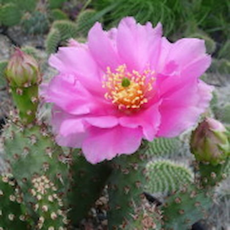 Opuntia pheacantha tennuispina, wh