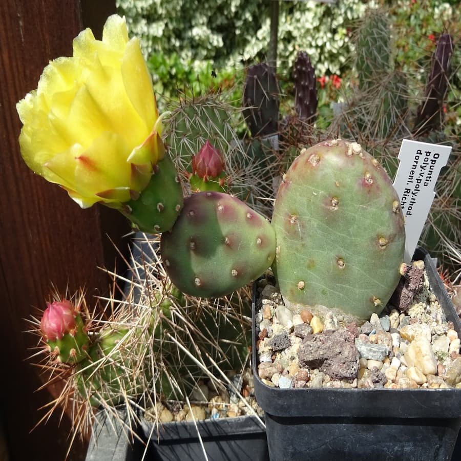 Opuntia polyacantha "f. inermis", wh