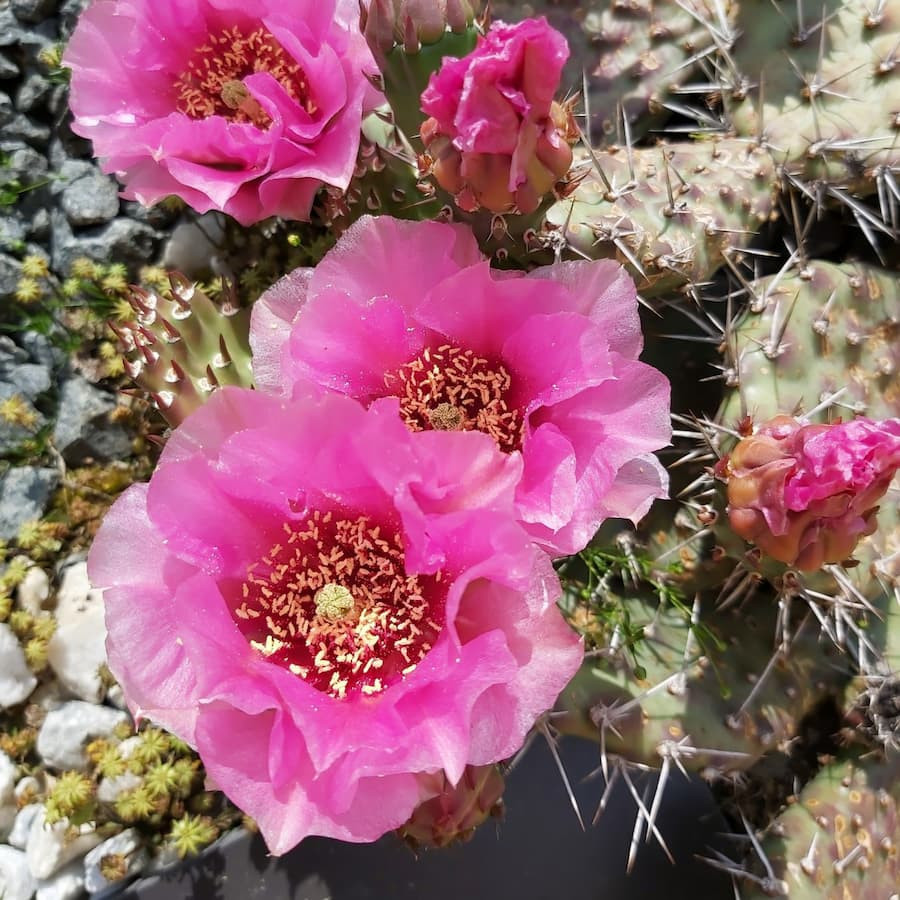 Opuntia polyacantha var. hystricina, Hamburg, wh