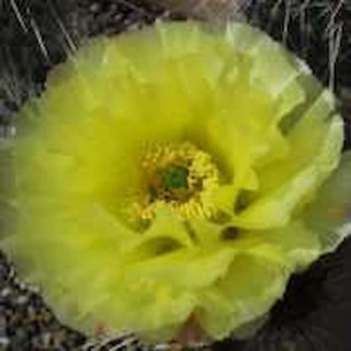 Opuntia polyacantha var.juniperina Lz 536, wh
