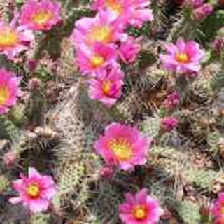 Opuntia polyacantha Wallace Kansas, wh