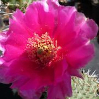 Opuntia polyacantha `Linz`, wh