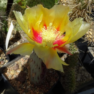 Opuntia violacea, wh