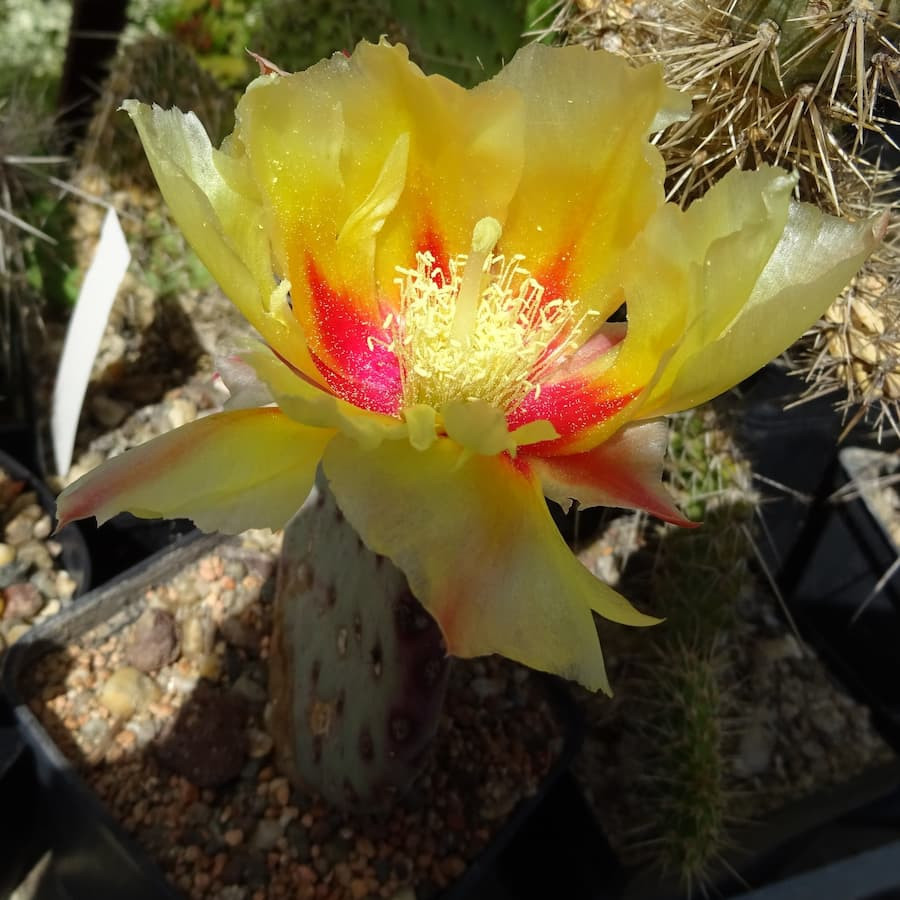 Opuntia violacea, wh