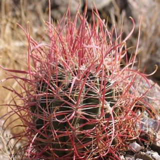 Ferocactus acanthodes var. tortulispinus , ganz selten
