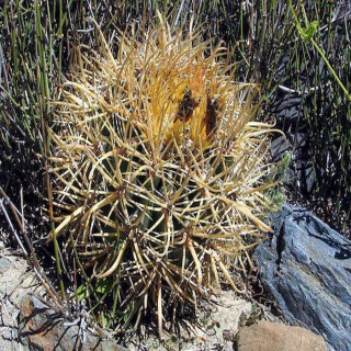 Ferocactus chrysacanthus L 10