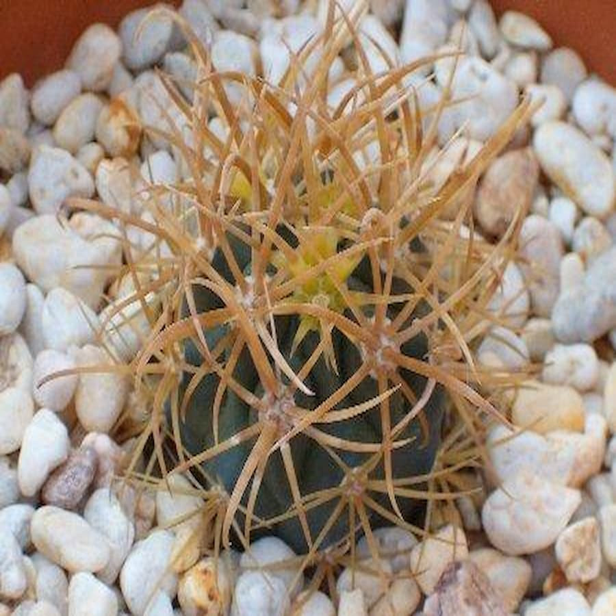 Ferocactus chrysacanthus westlich Cedros, B.C.