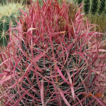 Ferocactus coloratus JMT 346