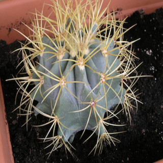 Ferocactus glaucensis