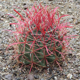 Ferocactus gracilis JMT 347