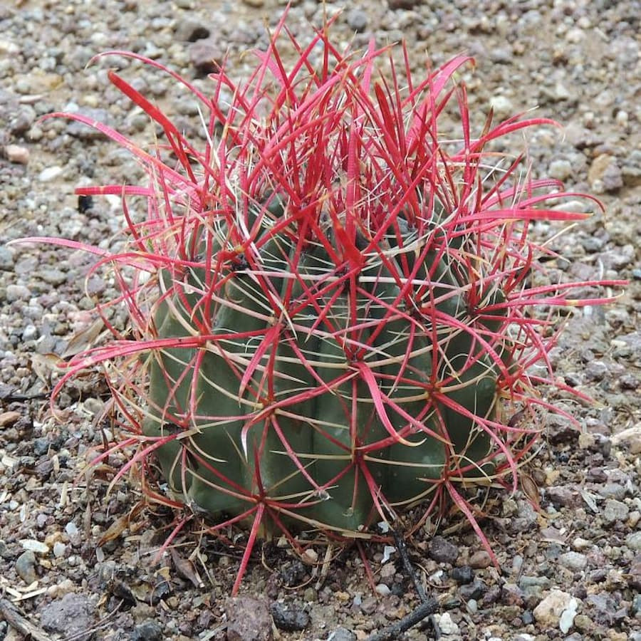 Ferocactus gracilis JMT 347
