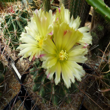 Ferocactus hamatacanthus ssp. sinuatus