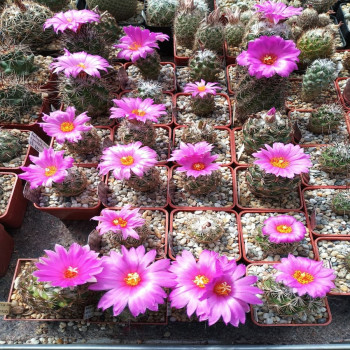 Neolloydia conoidea var. grandiflora