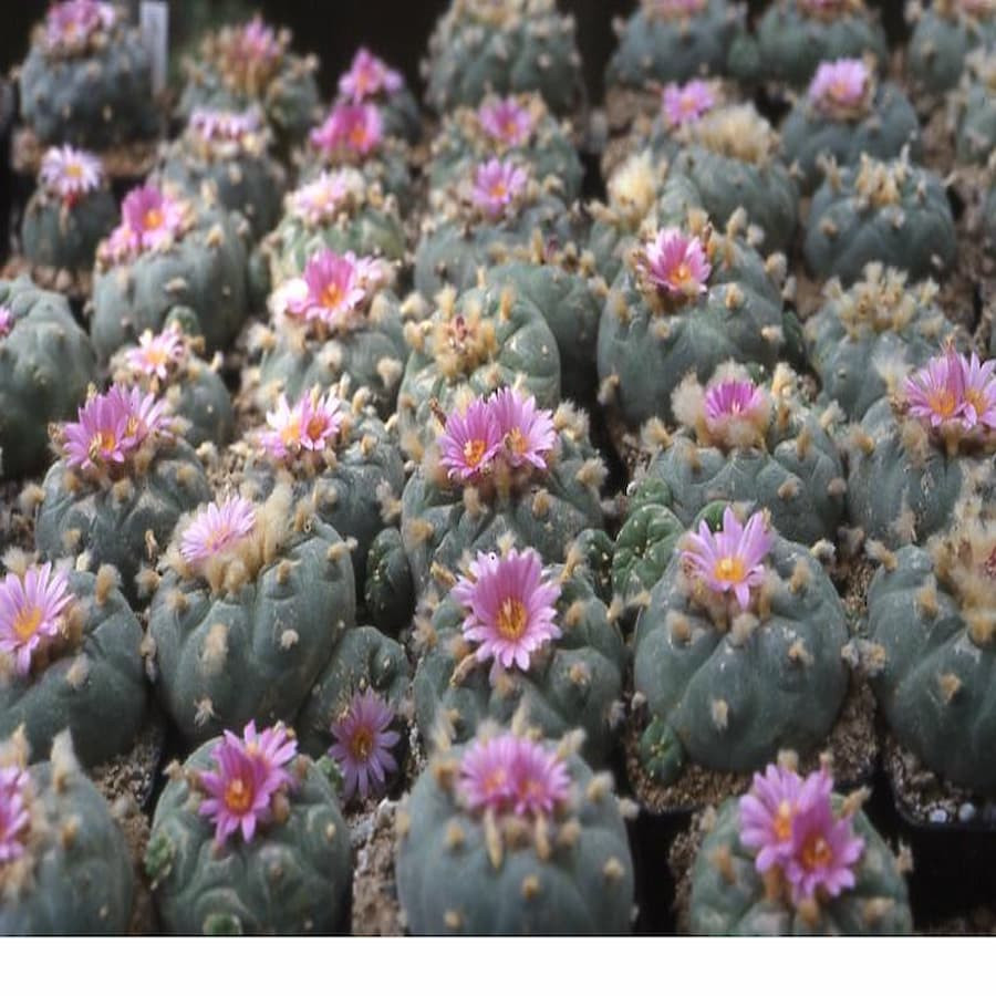 Lophophora spec. Huizache, selten