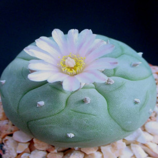 Lophophora williamsii
