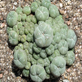 Lophophora caespitosa