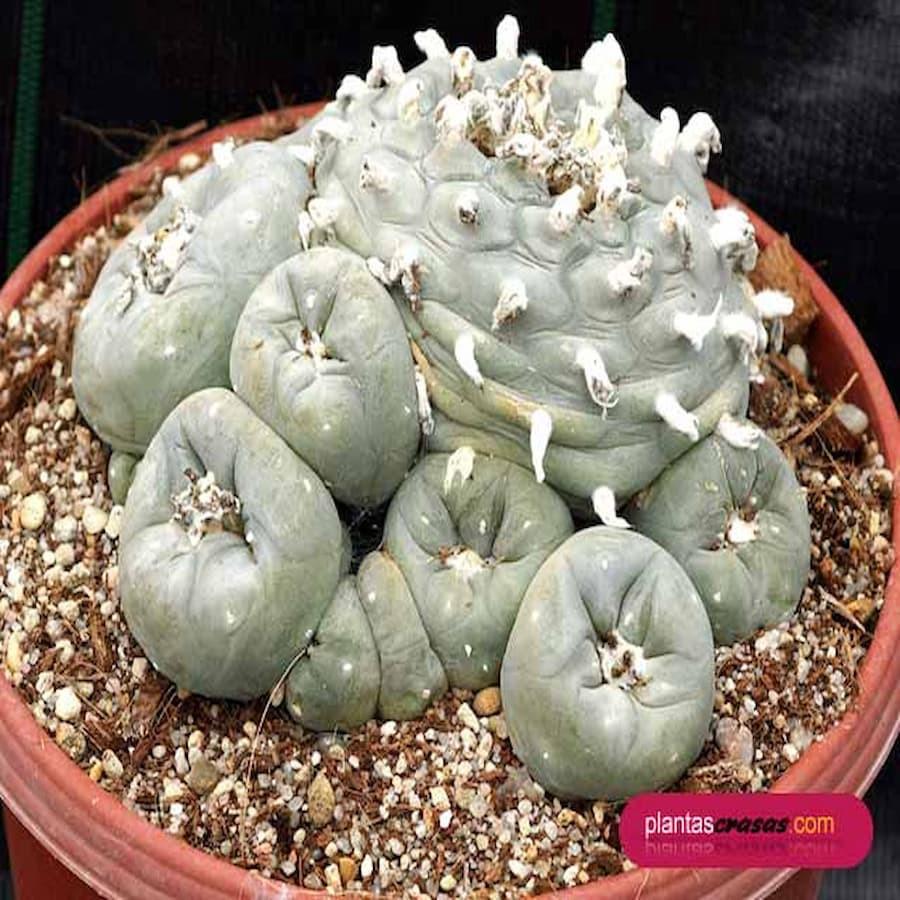 Lophophora williamsii var. pluricostata , ganz selten