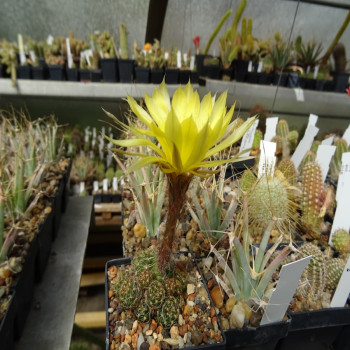 Lobivia aranchacantha , gelb