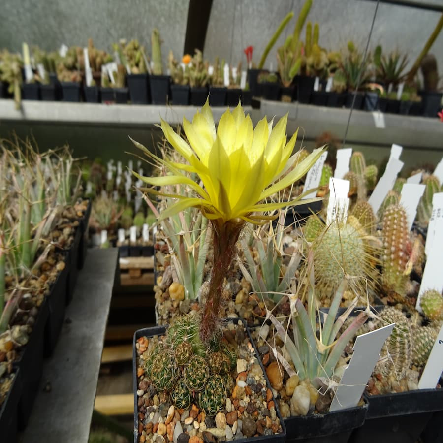 Lobivia aranchacantha , gelb