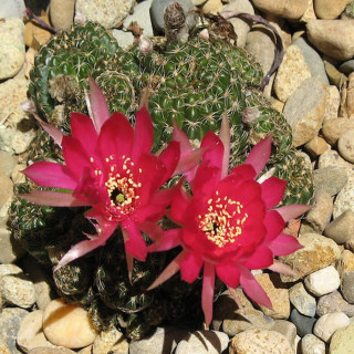 Lobivia aranchacantha rot