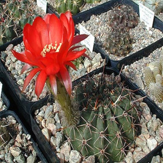 Lobivia aurea ssp. dobeana