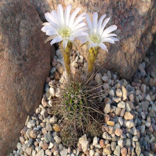Lobivia aurea var. albiflora